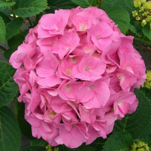 hydrangea-macrophylla-rosa-intenso_2