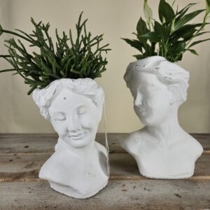 teste di cemento anticate con piante grasse